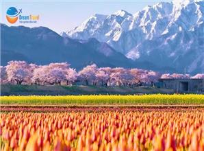 Tour Nhật Bản Cung Đường Romantic Mùa Hoa Anh Đào 2026